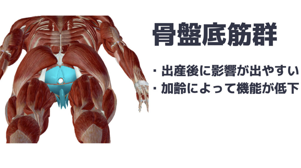 インナーマッスル インナーマッスルトレーニング〜施術紹介〜 – ふちゅう接骨院